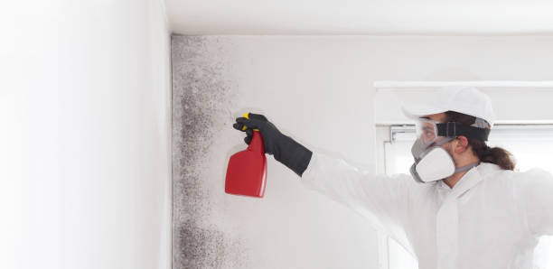 Professional Mold Remediation in Dalton, OH