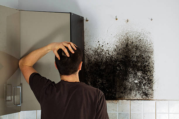 Best Localized Mold Remediation (e.g., coastal areas, humid climates) in Dalton, OH