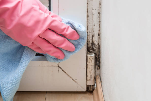 Best Post-Flood Mold Remediation in Dalton, OH